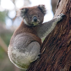 Koala in a tree