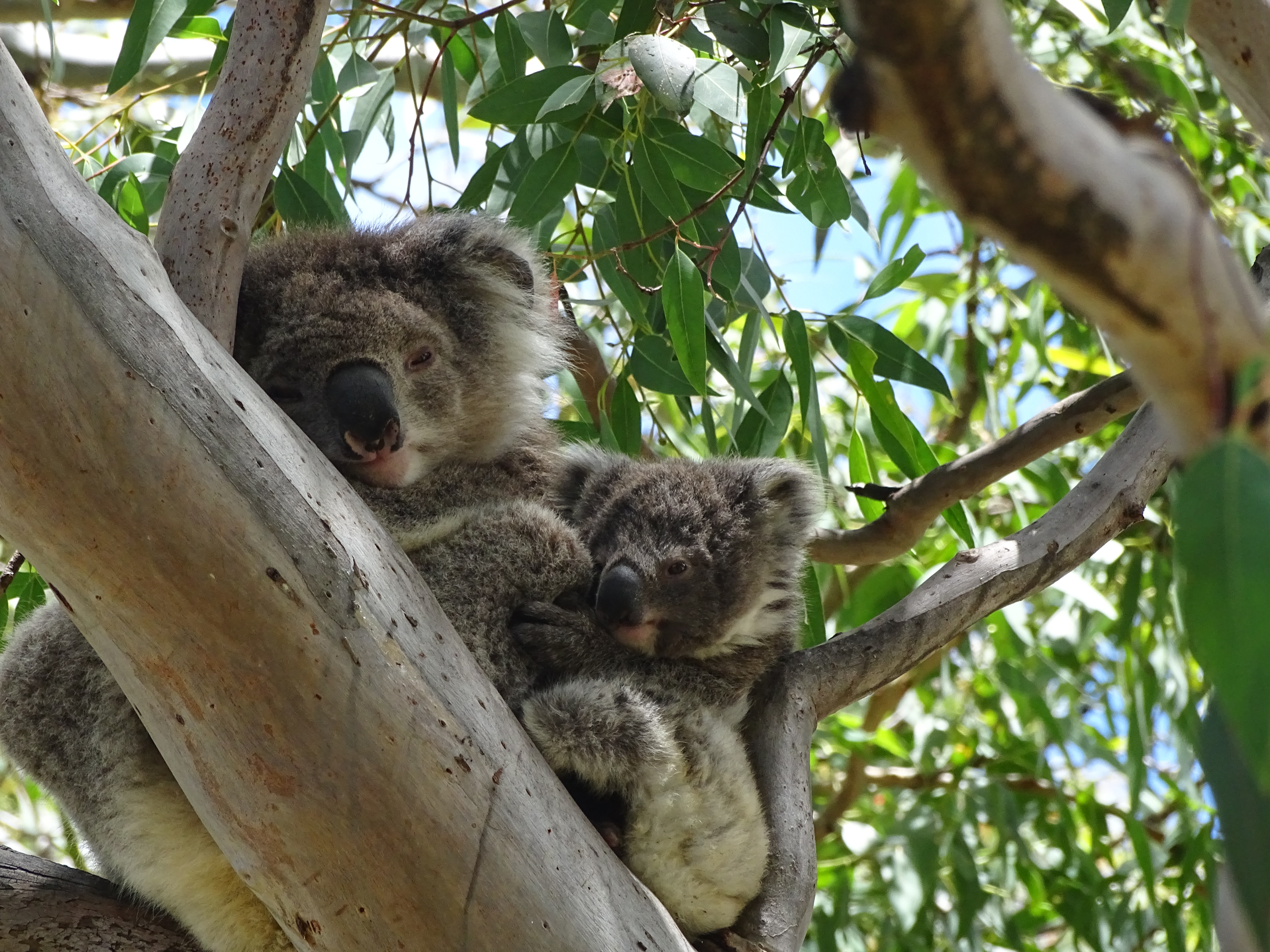 two koalas on a tree branch