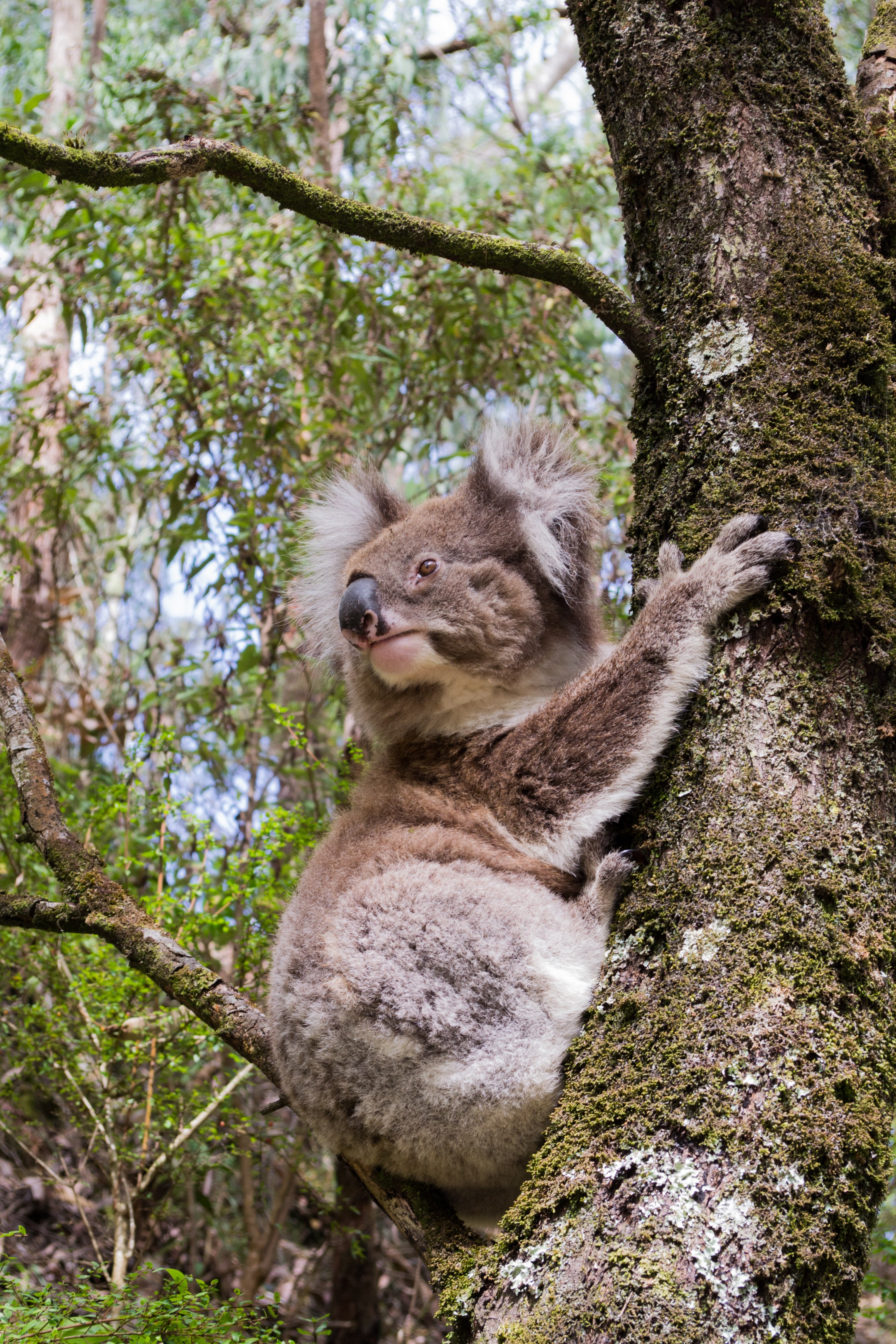 Koala in a tree A koala in a tree