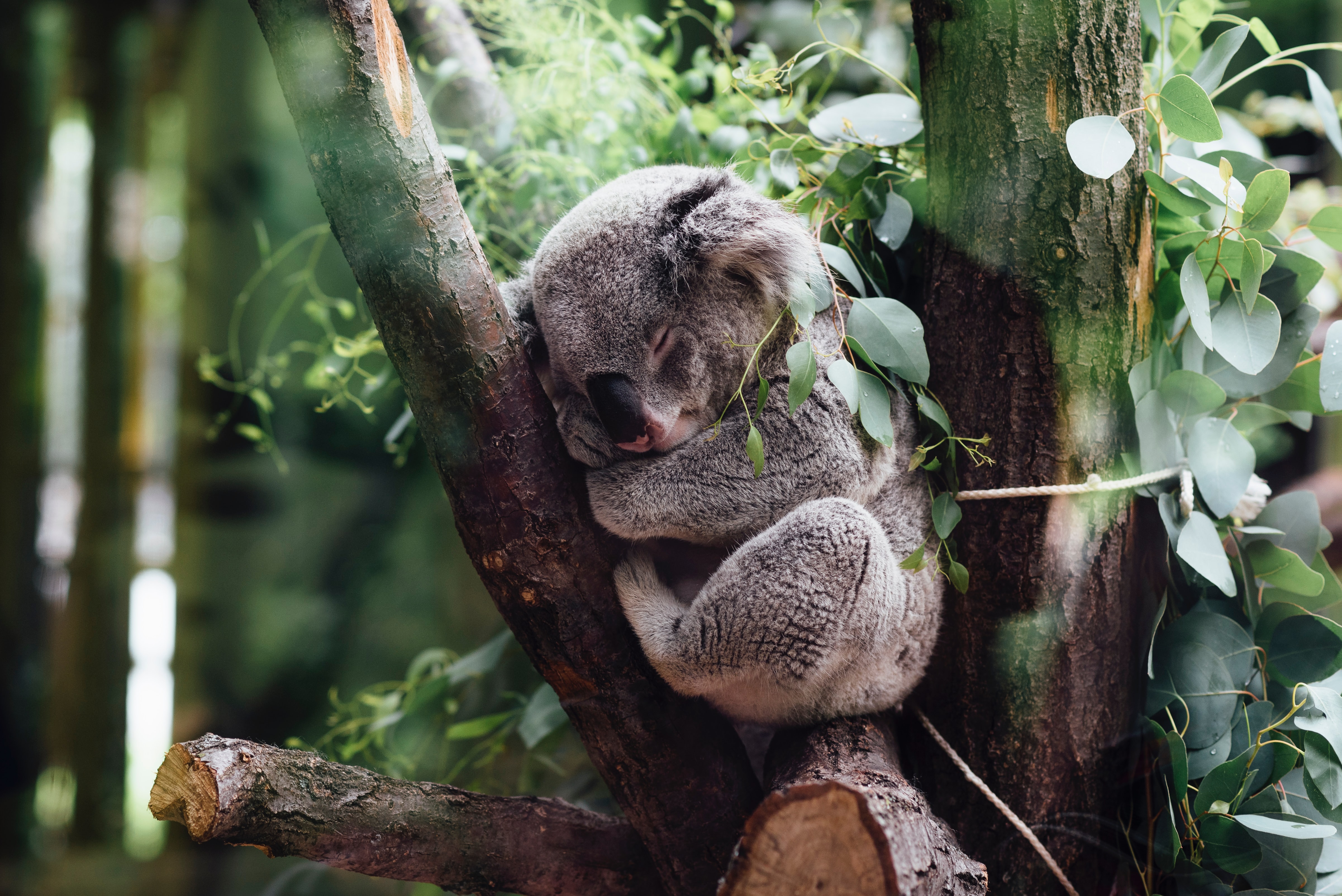 Koala Bear in a tree, resting on a branch