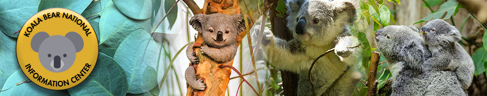 Banner image for Koala Bear KBNIC website, eucalyptus leaves, koala in tree, koala bending branch, koala mother and child