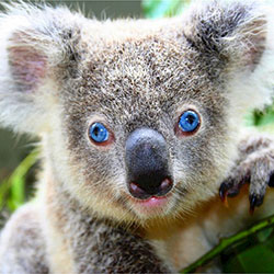  blue-eyed koala face