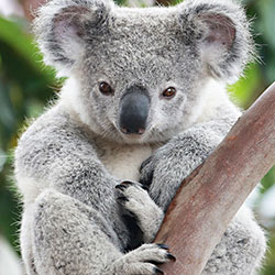 koala in tree, paws visible