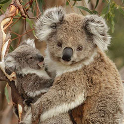 Mother and baby koala in tree