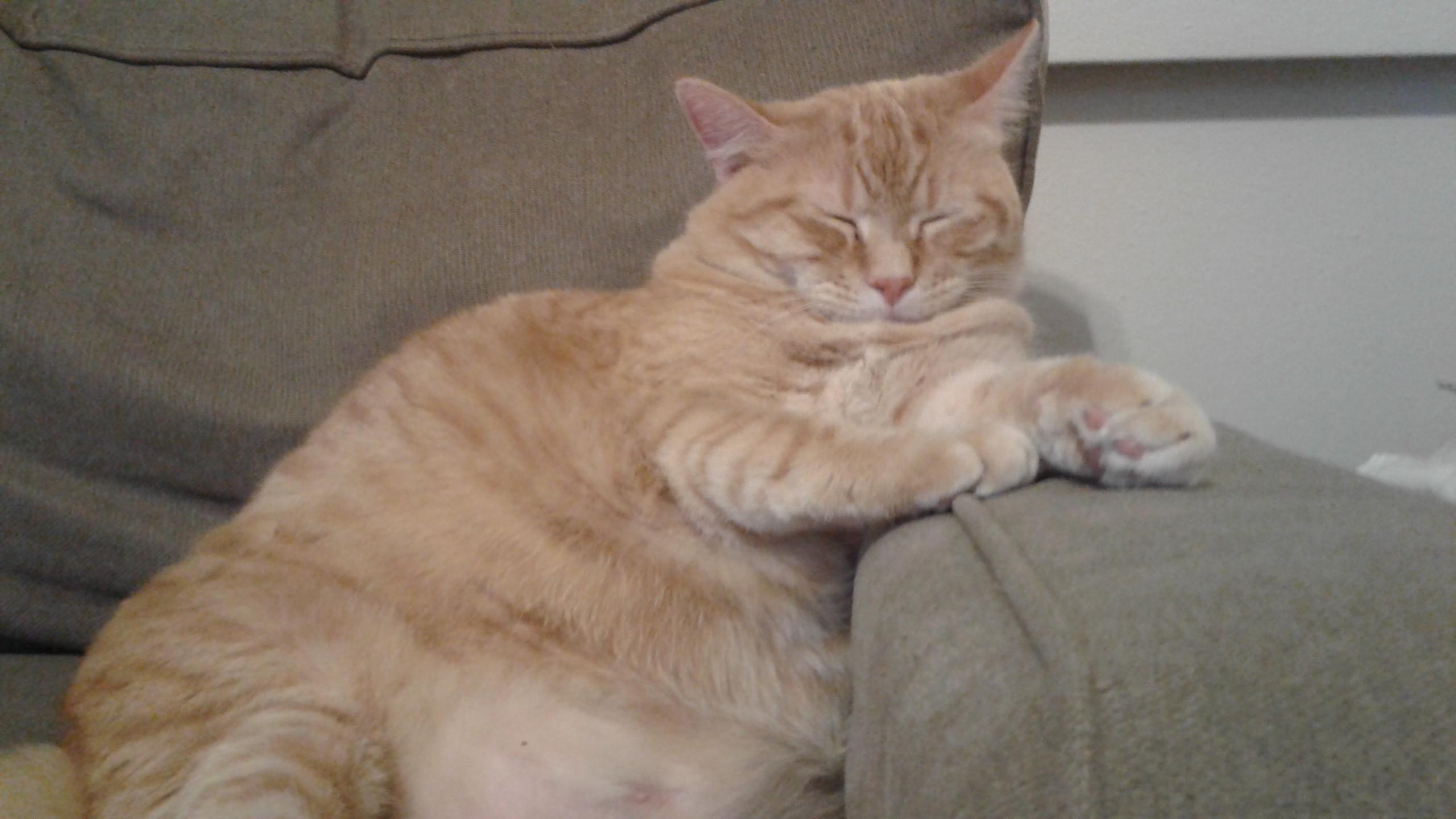 fat orange cat recling in a maroon armchair