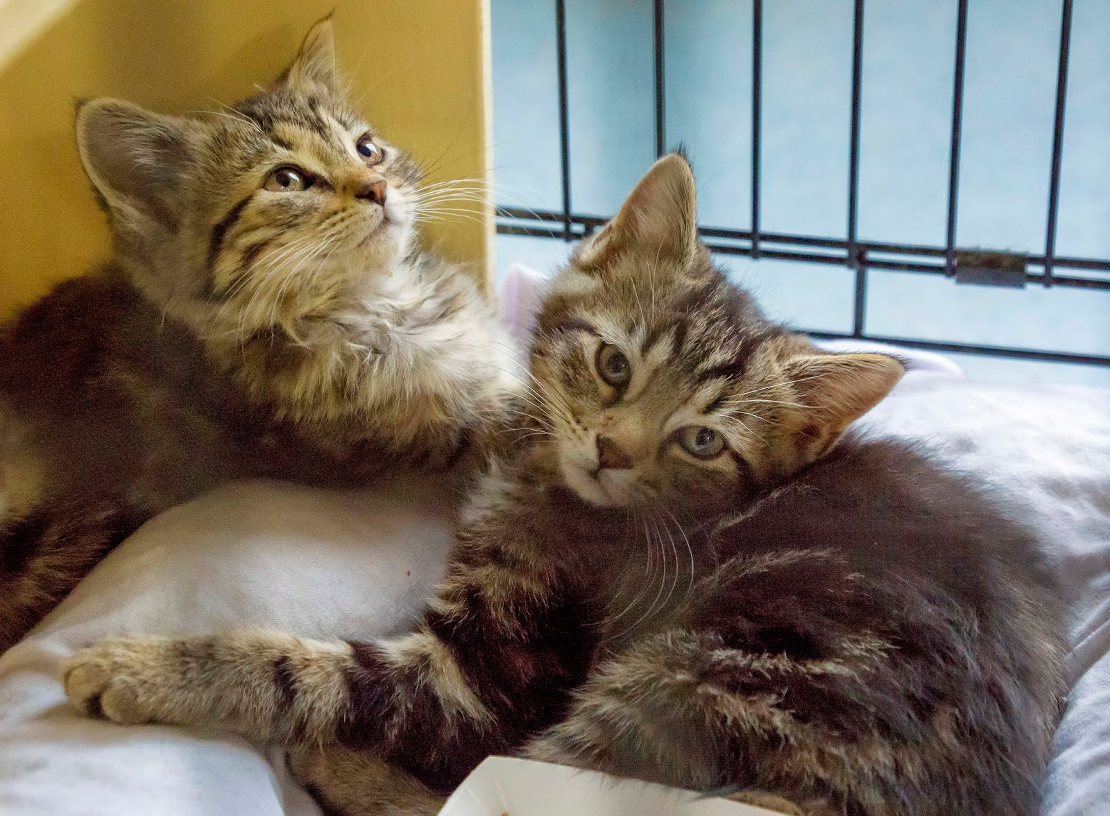 two grey tabby kittens