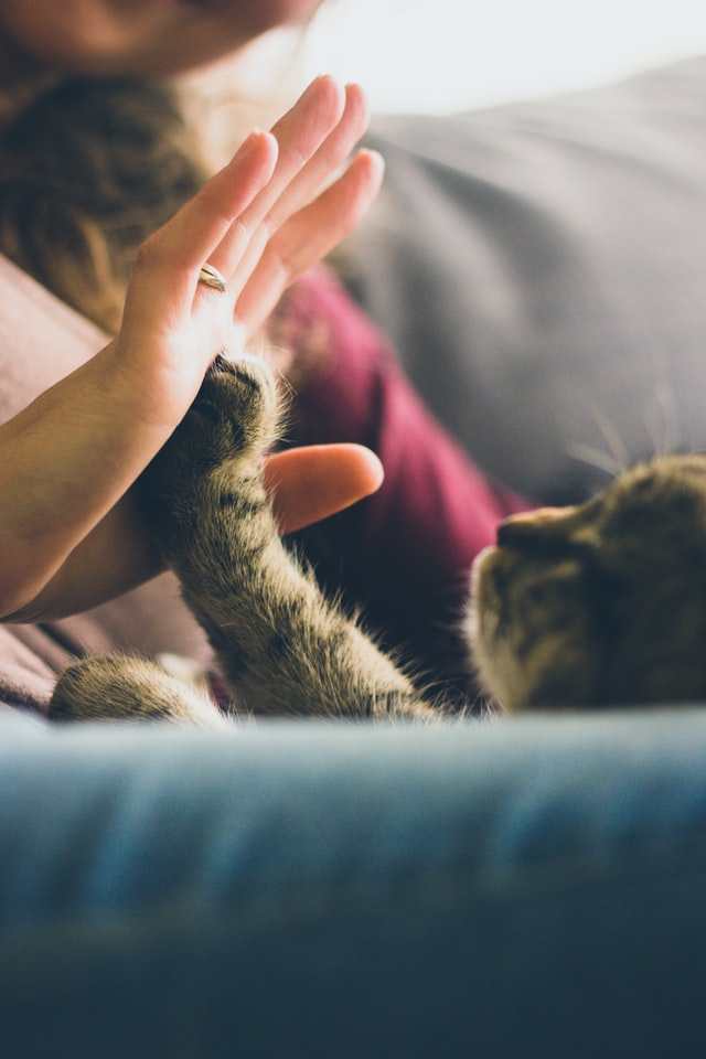 human and cat high-five