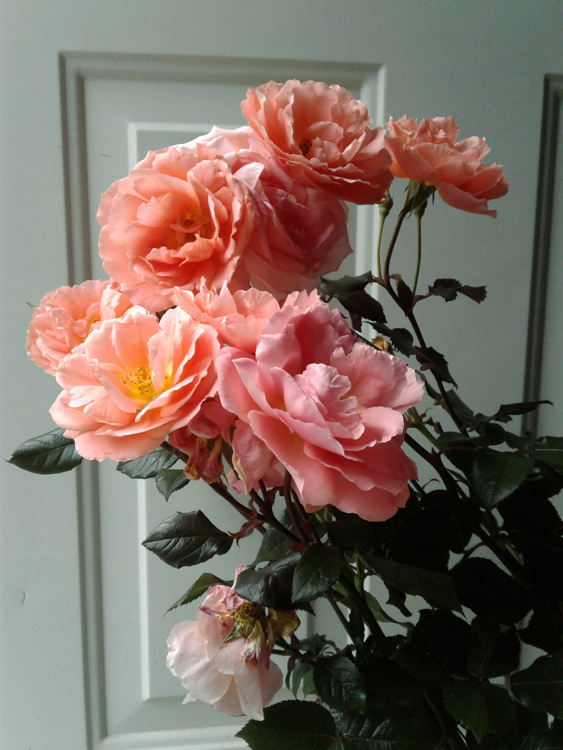 pink roses in front of white door